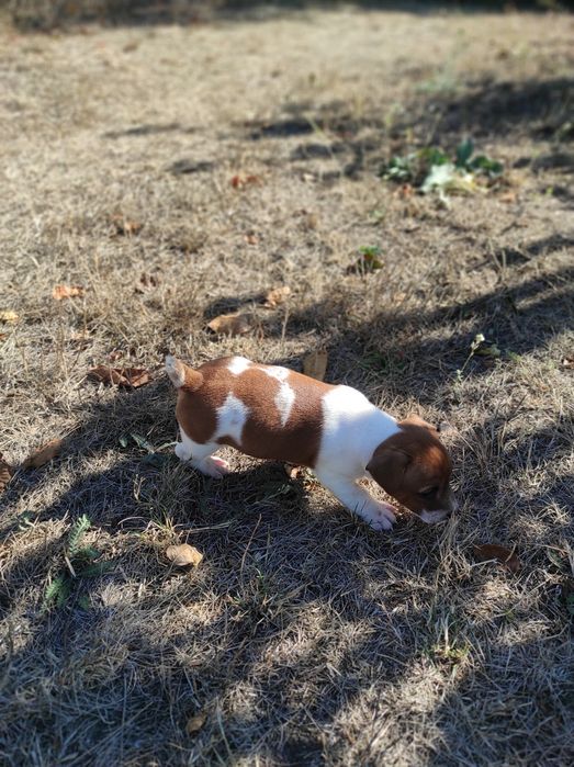 Джек рассел тер'єр хлопчик