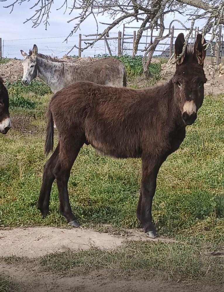 Burras e burro para venda
