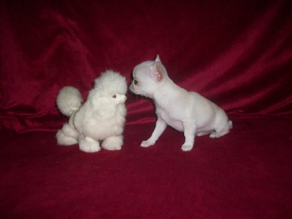 шикарные кобели от мини до стандарта чихуахуа вязка