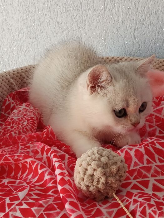 Няшний хлопчик вільний