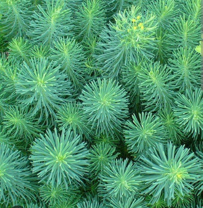 Кипарисовый молочай,очиток седум, садовая гвоздика.