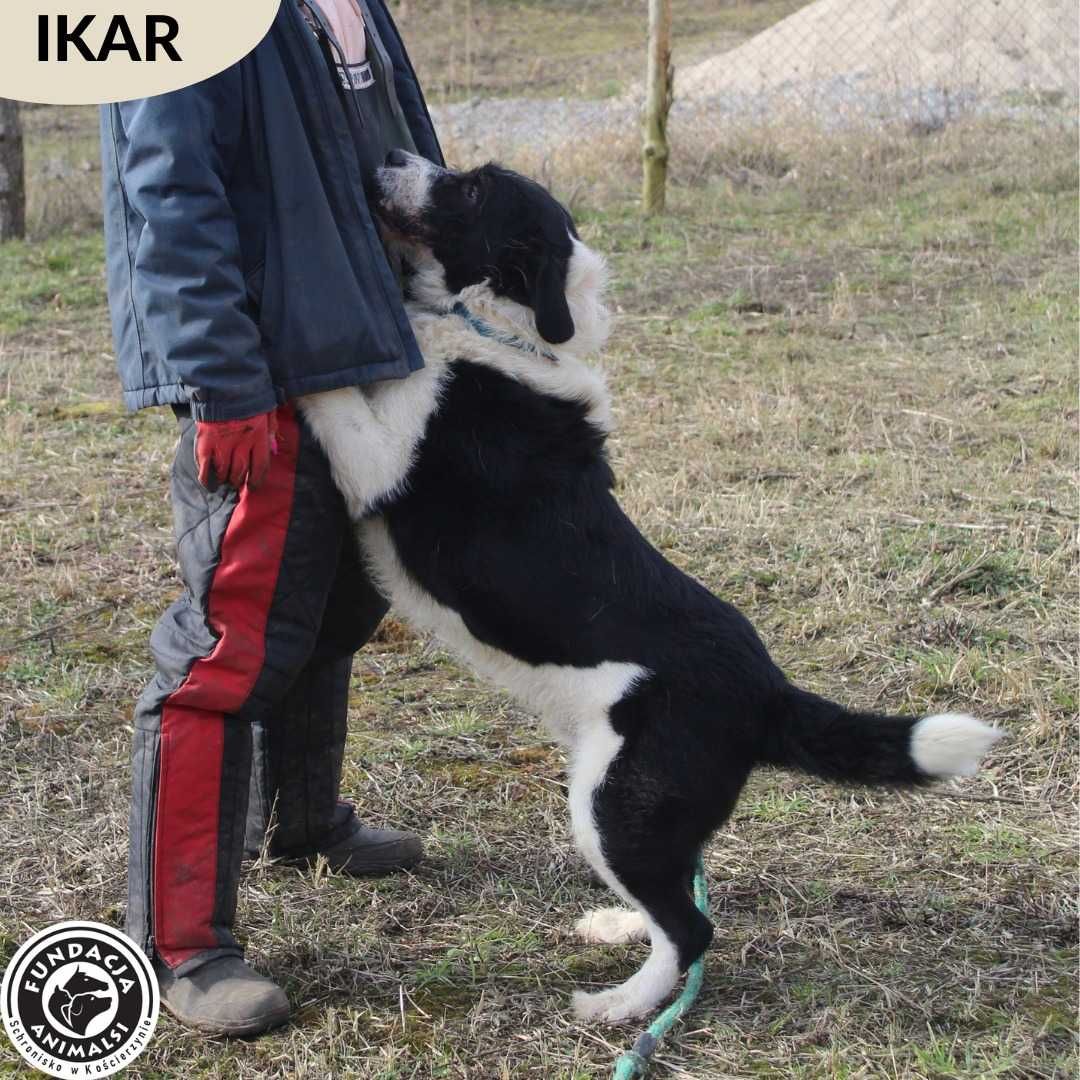 IKAR czeka na swoją nową rodzinę.