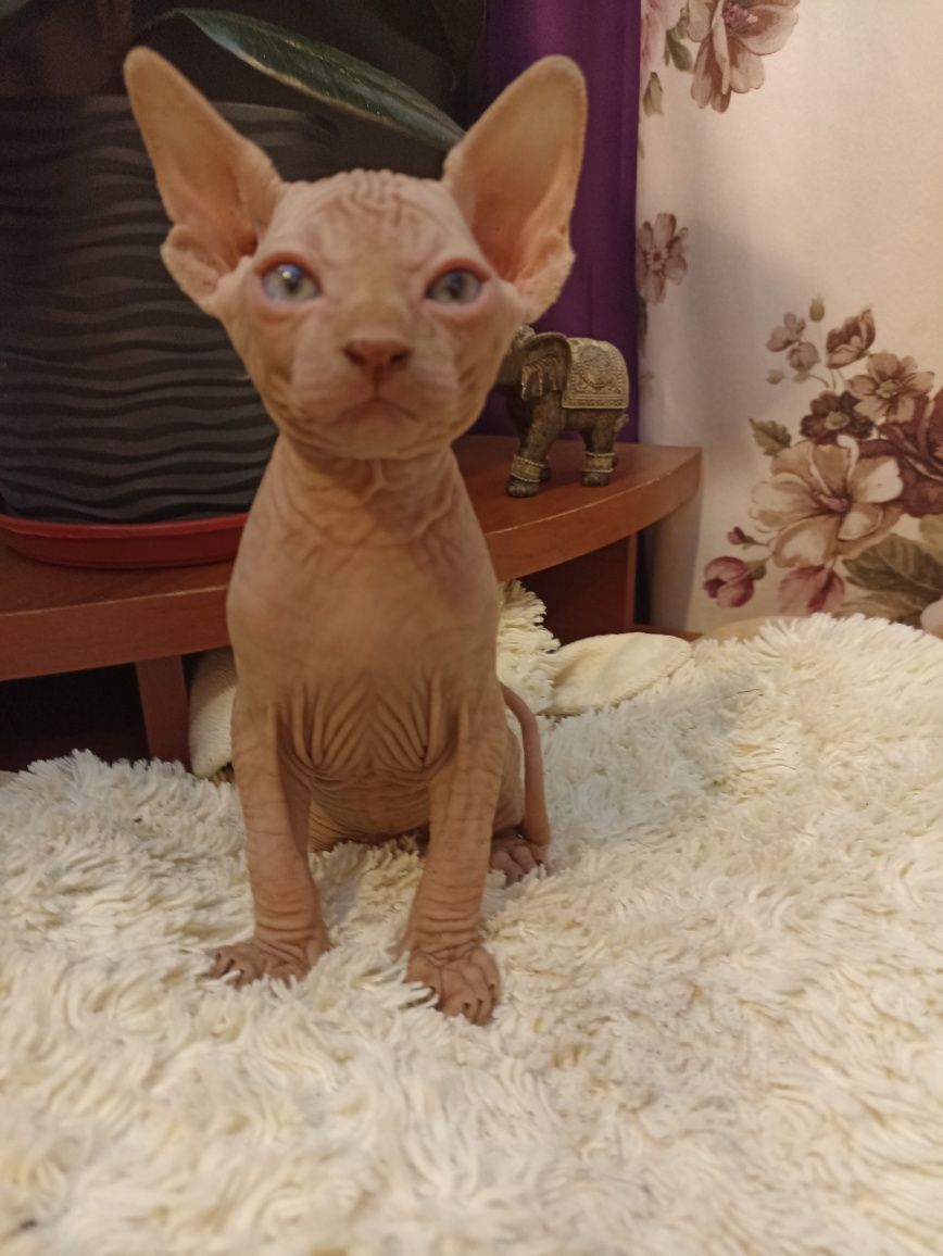 Продам кошенят хлопчики
