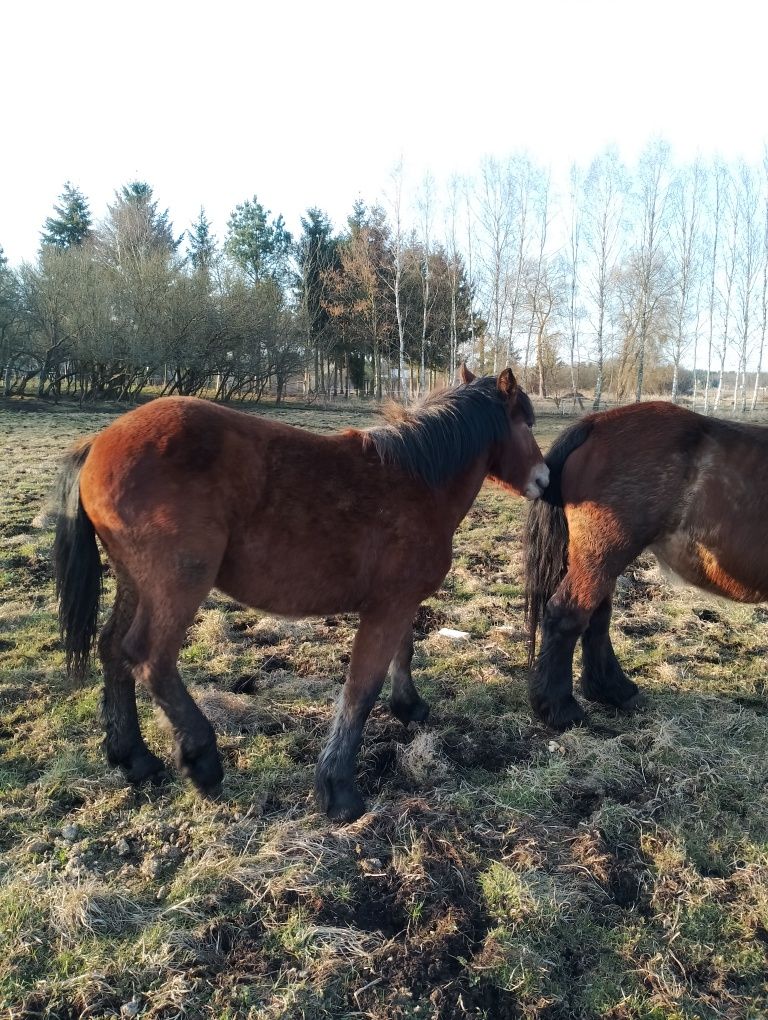 Sprzedam klaczke zimnokrwista