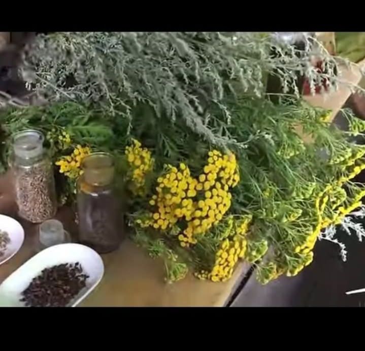 Kuracja ziołowa na ODROBACZANIE Troychatka