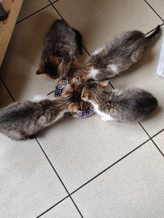 Koty szukają domów. Adoptuj