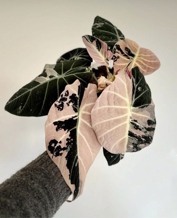 Бульба Alocasia Black Velvet Pink Variegata