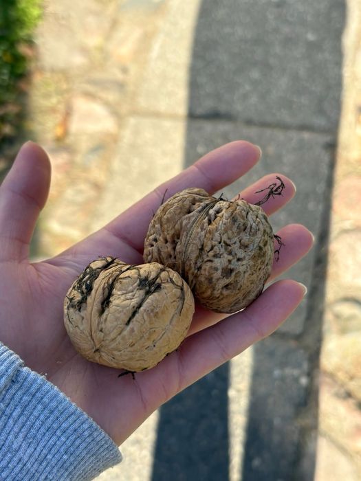 Świeże orzechy włoskie Jacki 2kg