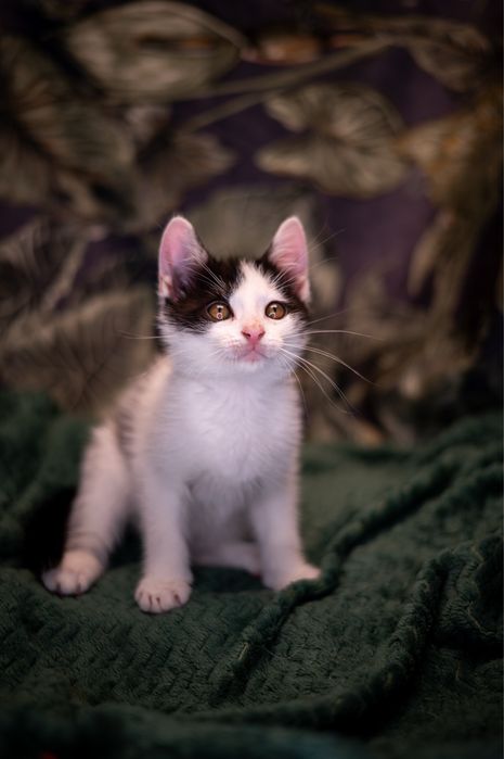 Cudowny Alvinek szuka domku