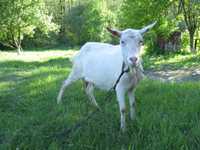 Продам молочну козу