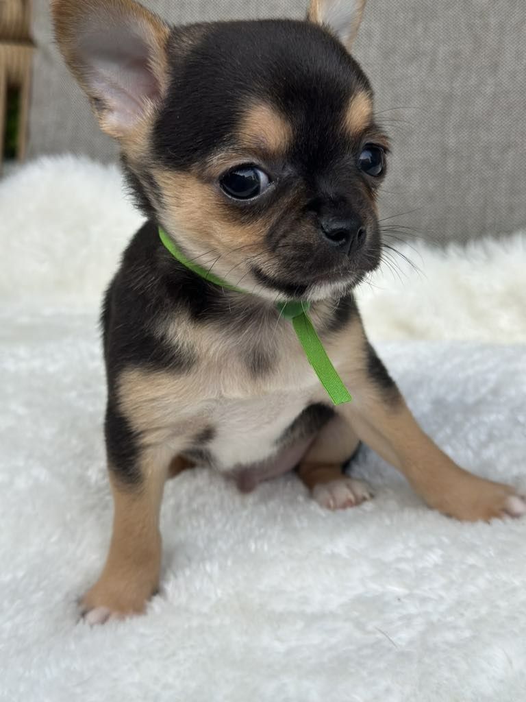 Sliczny chlopiec Chihuahua