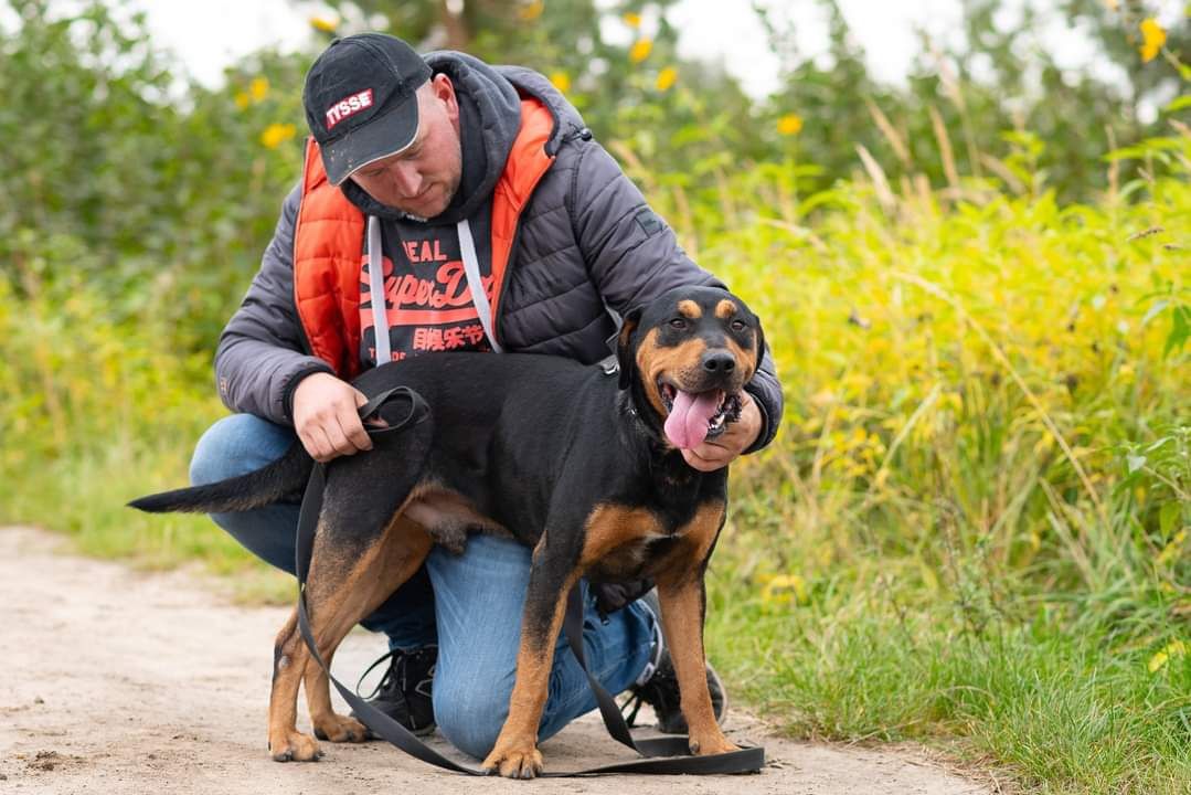 Aron - wpatrzony w człowieka mądry psiak