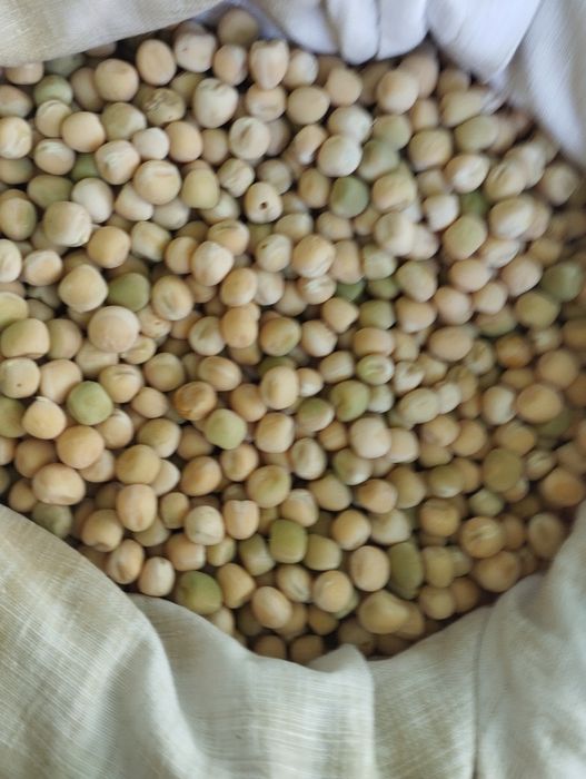 Пропоную озимий горох