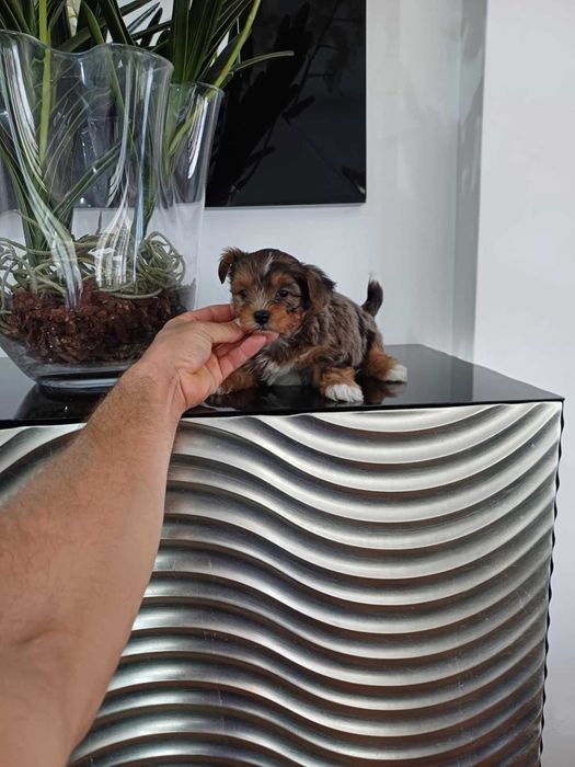 Yorkshire Terrier  Miniatura  FEMEA  BLACK MERLE