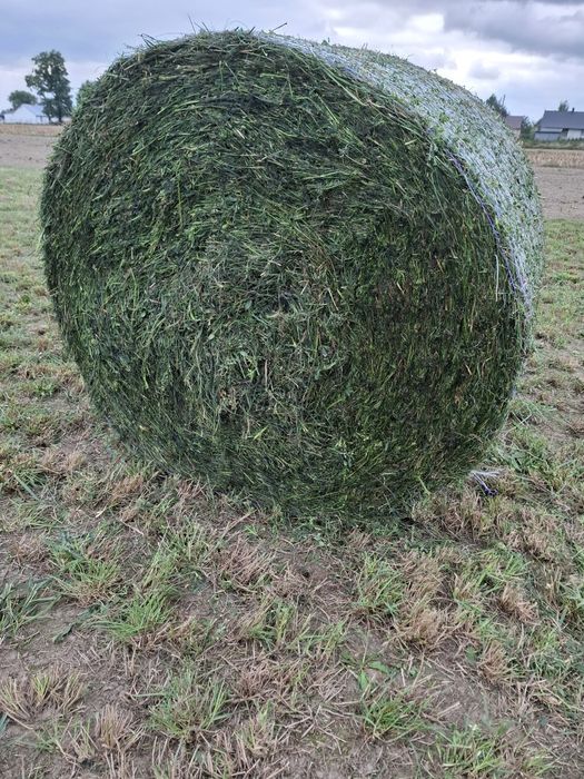 Sianokiszonka bele balony sianokiszonki, słoma  kiszonka siano