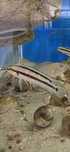 muszlowce Telmatochromis Vittatus 'Kipili' tanganika