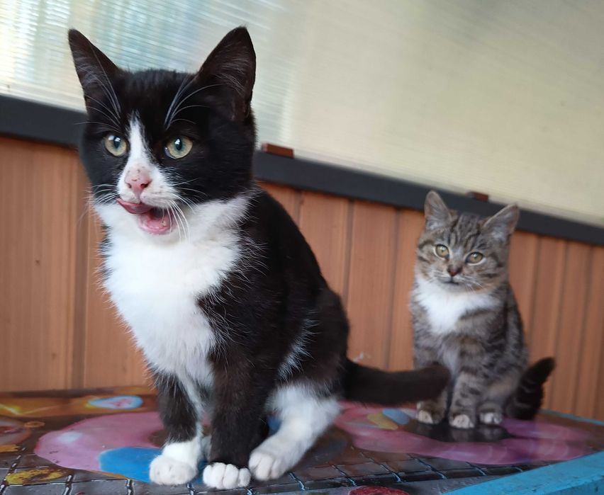 Кошенята шукають дім