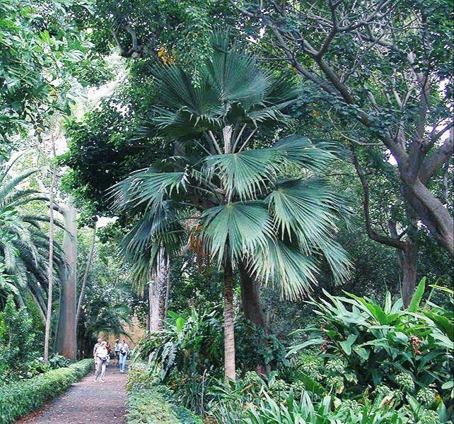 Rara Palmeira do Havaí, Lo'ulu Lelo ou Pritchardia hillebrandii