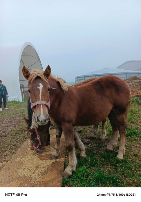 Sprzedam dwie Zrębice sztumskie