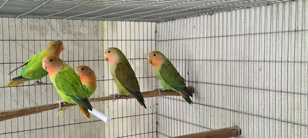 Agapornis Roseicollis