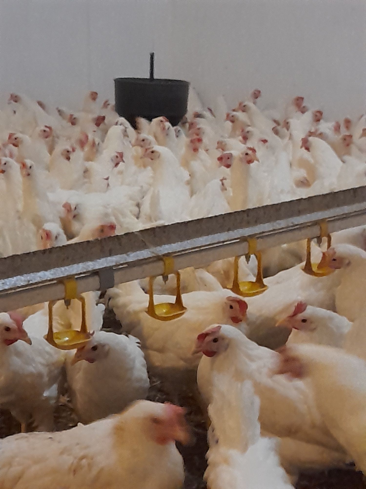 Kury Leghorn Leghorny Młode Nioski 23 tyg