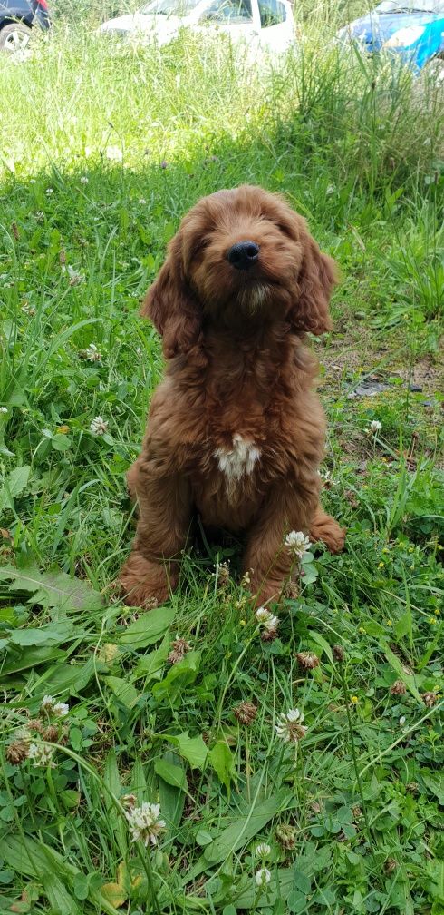 Cockapoo. Suczka Osaka. Cocker Spaniel Angielski/ Pudel miniaturowy