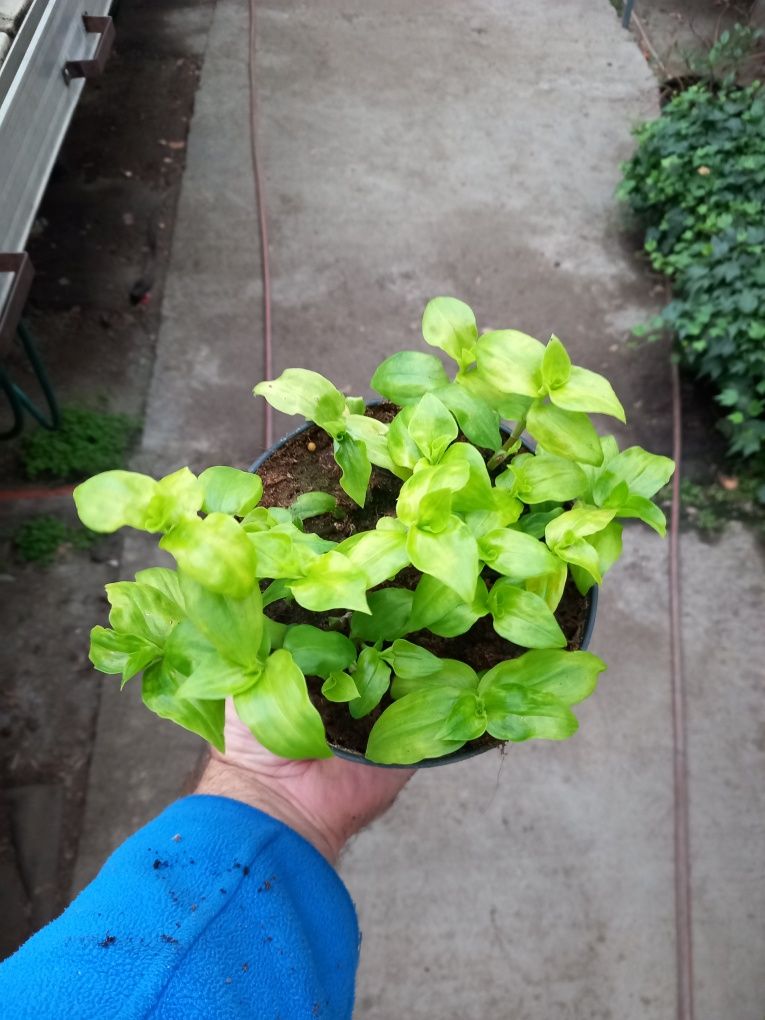 Trzykrotka limonkowa aurea
