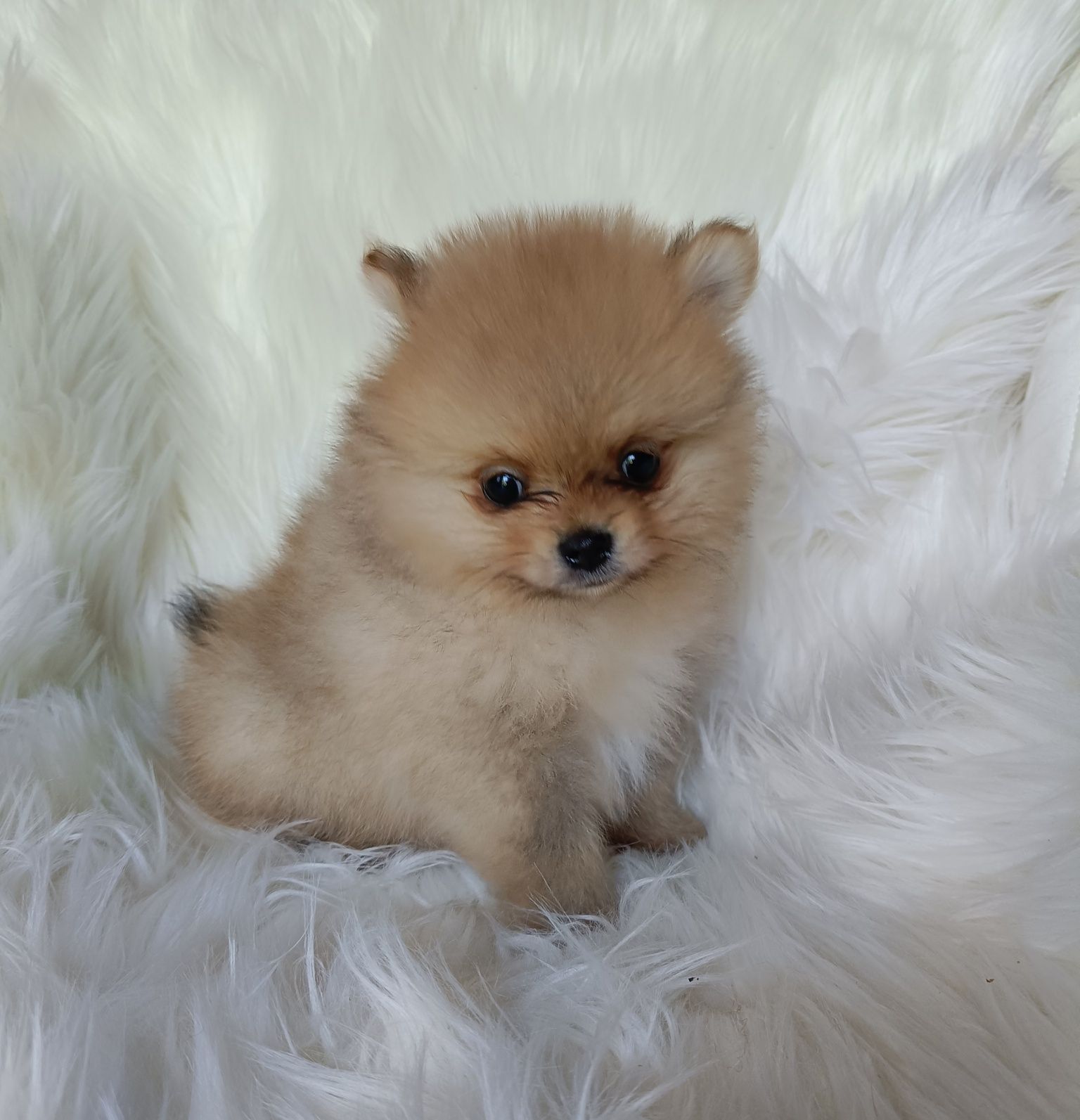 Szpic miniaturowy pomeranian piesek xs