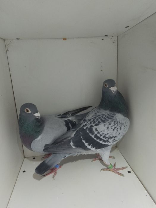 Gołębie pocztowe  A&M Wiosna