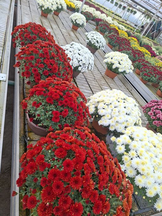 Chryzantemy pod dom na telefon