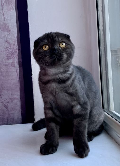 Шотландский вислоухий котик