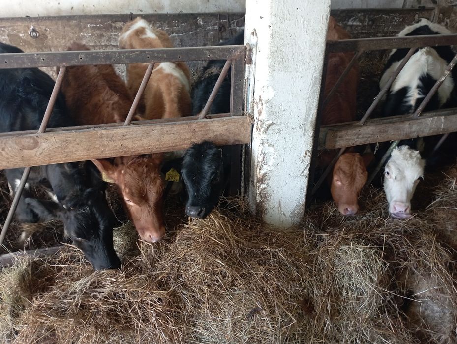 Jałówki byczki polskie żarłoki