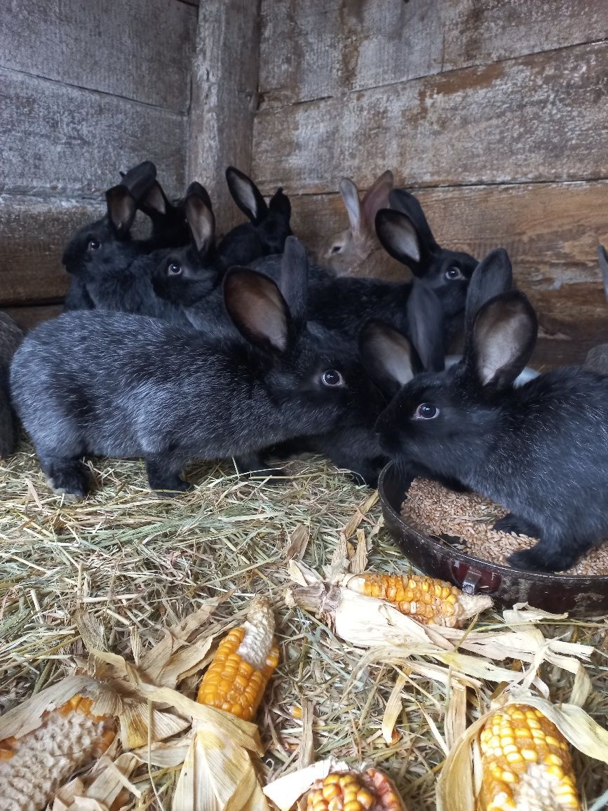 продам кроликів від двох місяців