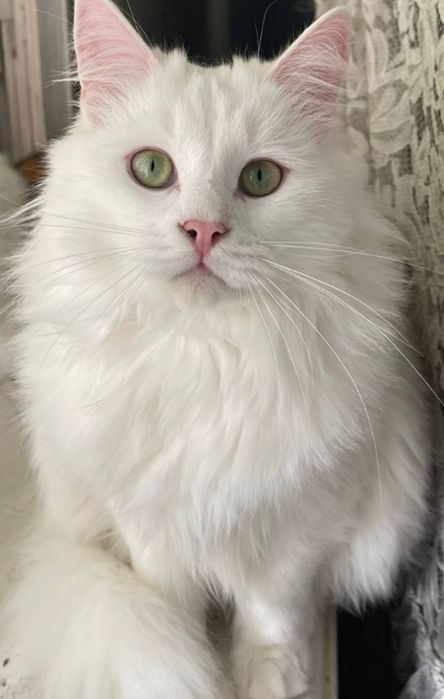 Біла пухнаста киця у пошуках родини