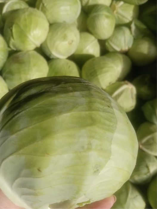 Продам капусту сорту Агресор F1