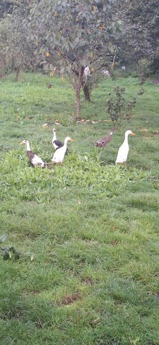 Kaczki biegusy, kaczory