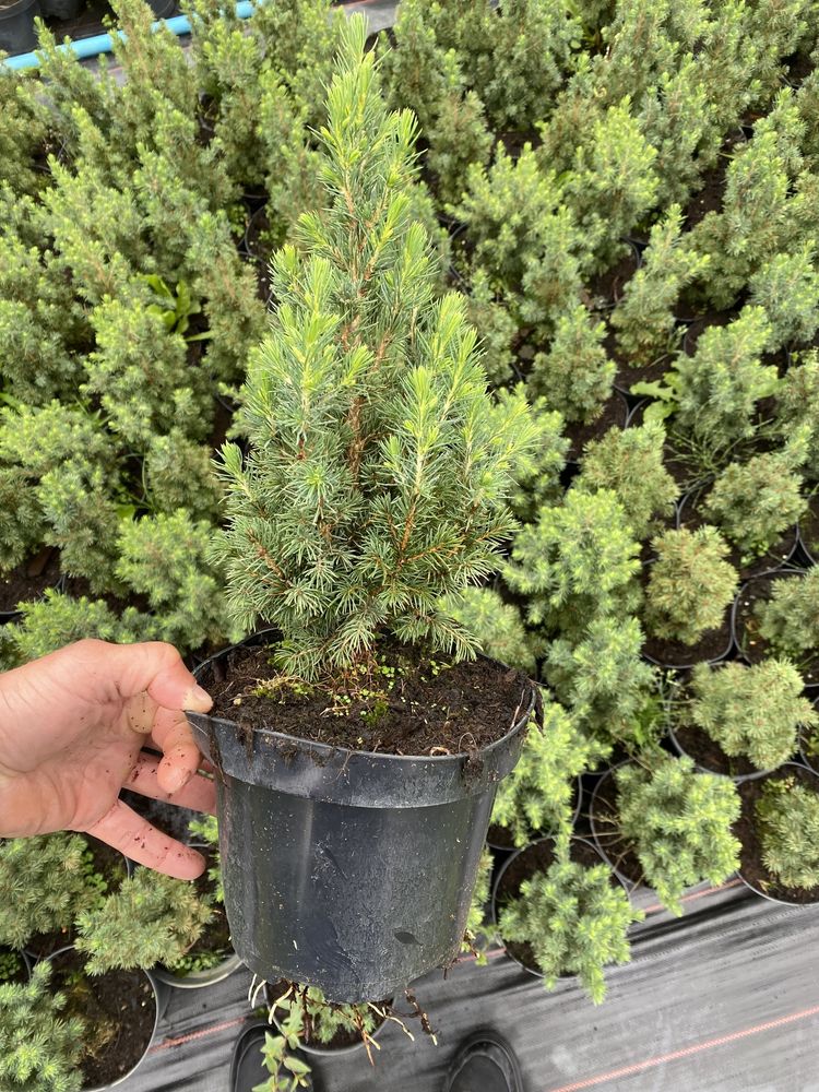 Ялина канадська Коніка Picea glauca Conica 40см c2 2л ОПТ