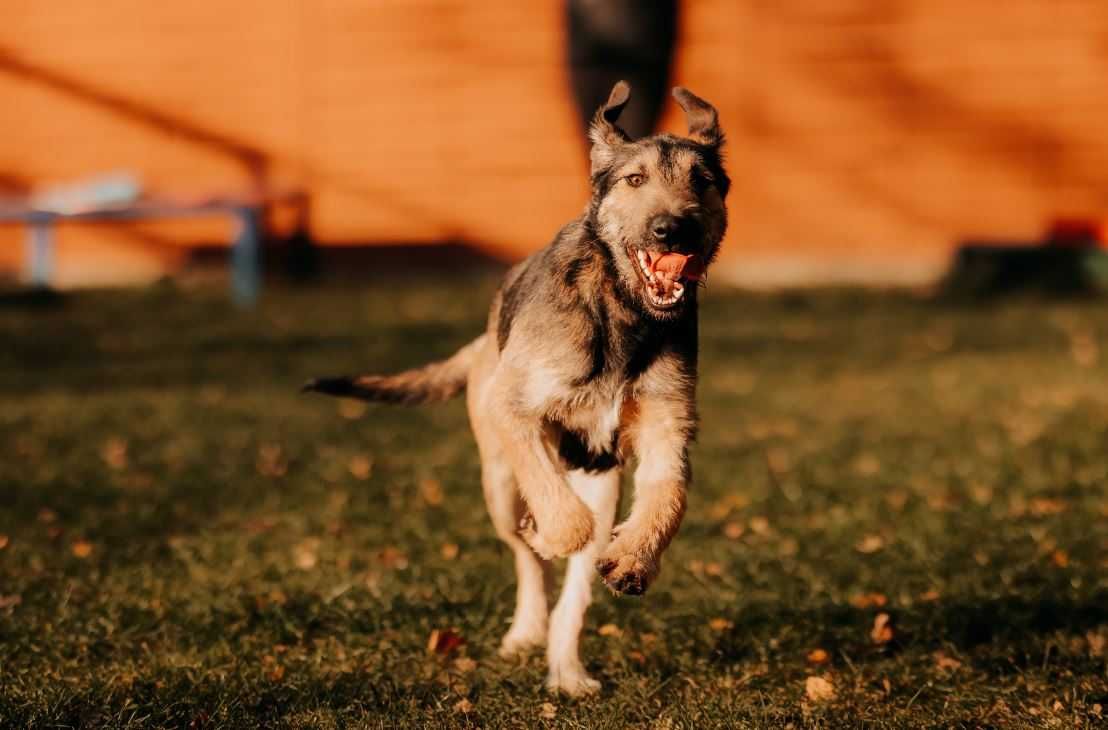 Młody Terier Gapek poleca się do adopcji!!!