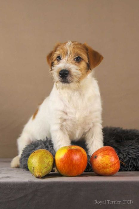 piesek Jack Russell terrier ZKWP/FCI szorstkowłosy