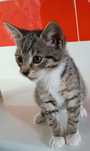 Drucik, kocurek z interwencji do adopcji!