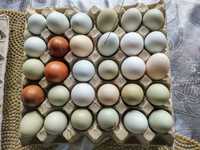 Jajka eko,swojskie,zielononóżki,zielone-mniej cholesterolu