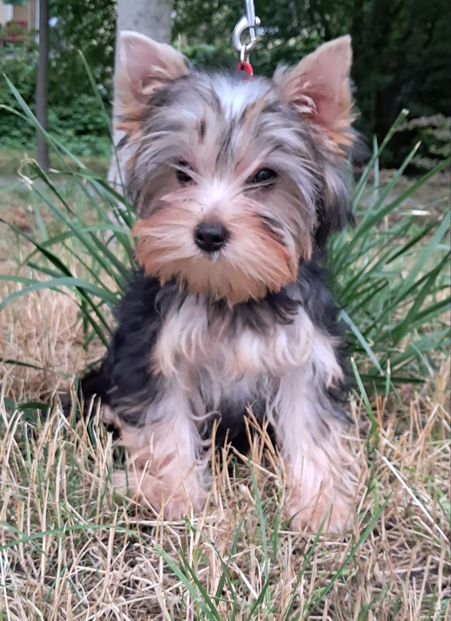 Yorkshire Terrier ZKwP (FCI)