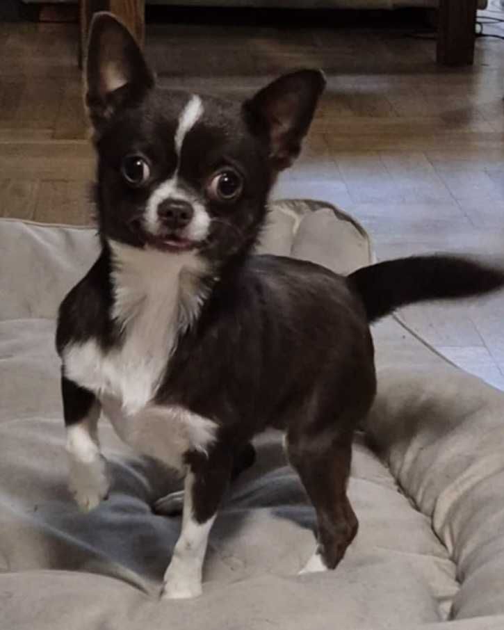 Chihuahua krótkowlosa sunia do dalszej hodowli 18 miesiecy