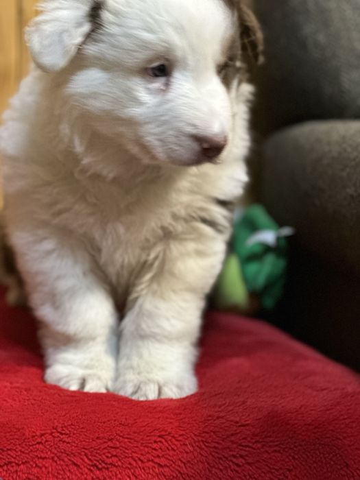 Border collie unikatowy piesek