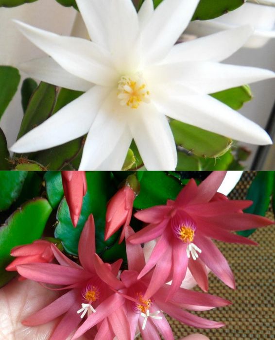 Рипсалидопсис укоренённые сигменты.