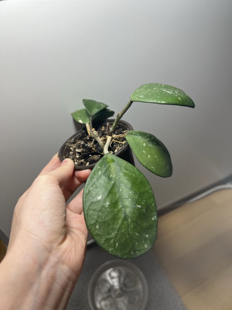 Hoja hoya obowata silver splash