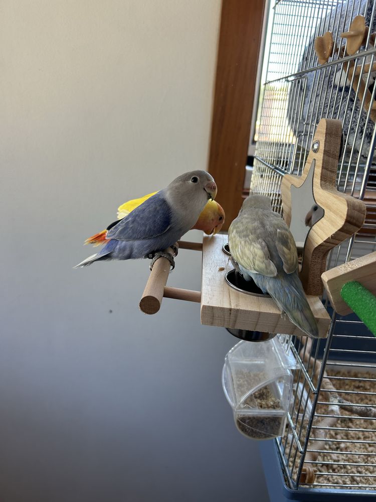 Agapornis domesticos