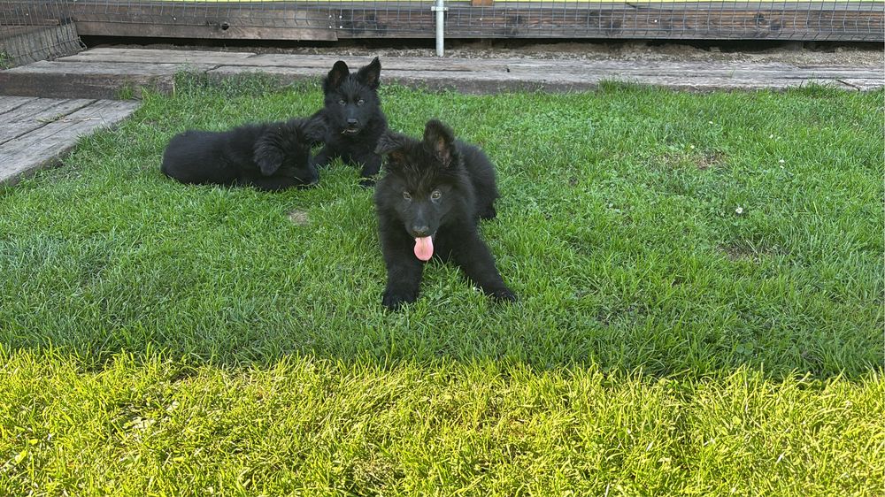 Owczarek staroniemiecki