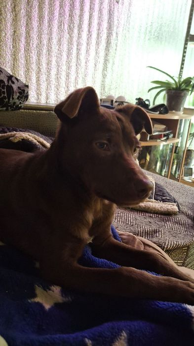 Шукає люблячу сім'ю