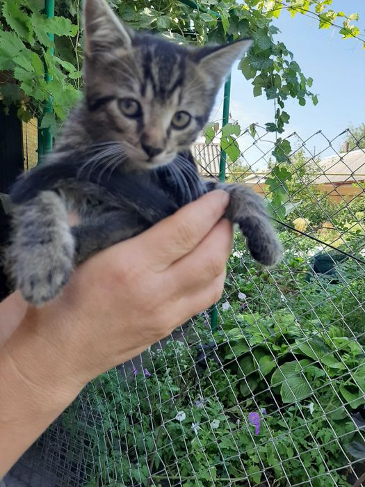 Віддам чудових котят безкоштовно, порода дворянская)